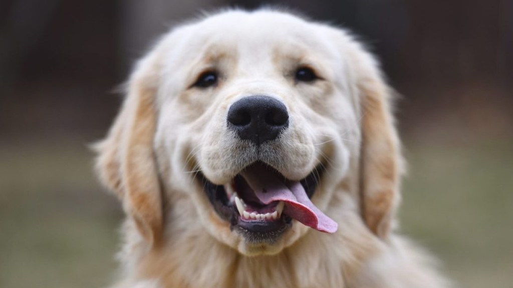 Smiling Golden Retrievers