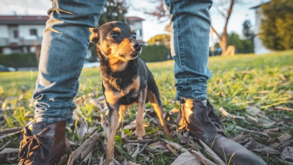 Stolen dog Wales