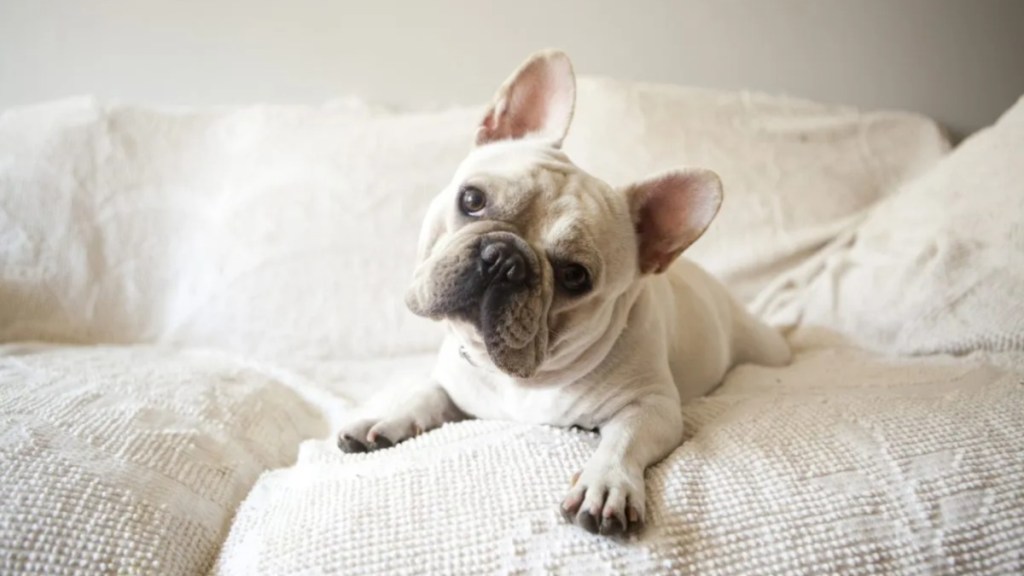 A white French Bulldog lying down on a white couch, like the French Bulldog in the viral TikTok clip