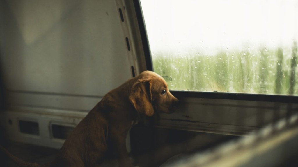 Tampa man abandons dog in parking lot.