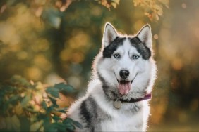 Siberian Husky dog posing outdoors.