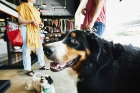 Dog waiting in pet store with owner.