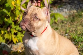 A leashed XL Bully standing next to tree with green foliage, over 30,000 XL Bully dog owners have a certificate of exemption