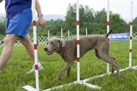 A dog with a trainer, like the deaf dog, Simone, who is undergoing a state prison program with an inmate trainer.