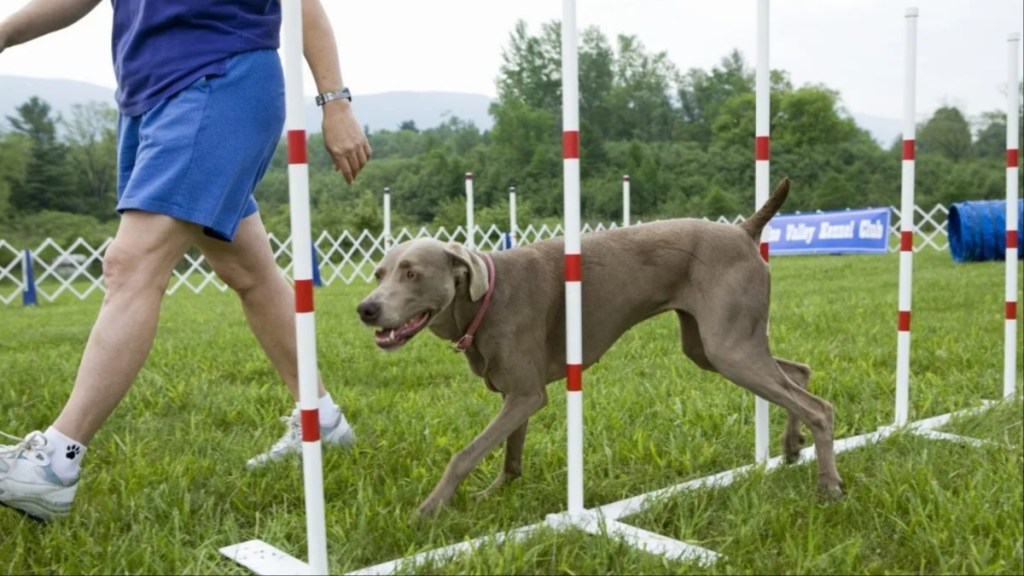 A dog with a trainer, like the deaf dog, Simone, who is undergoing a state prison program with an inmate trainer.