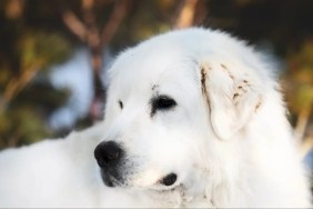 A Great Pyrenees dog, like the one who was shot and got caught in a coyote trap.