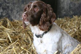 dog helps make horse bed