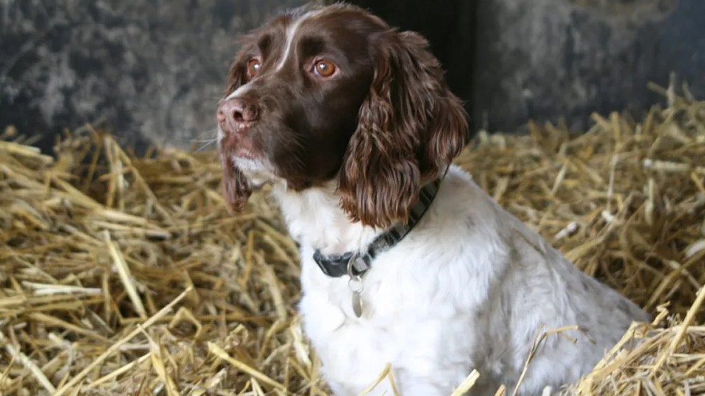 dog helps make horse bed