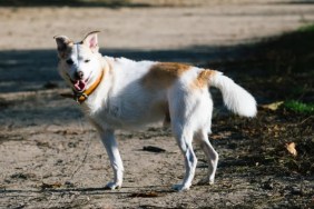 A fluffy three-legged stray dog standing near a road with mouth open, a Colorado stray dog underwent leg amputation because it was severely infected and beyond repair