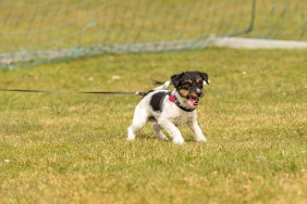 dog poop on pitch