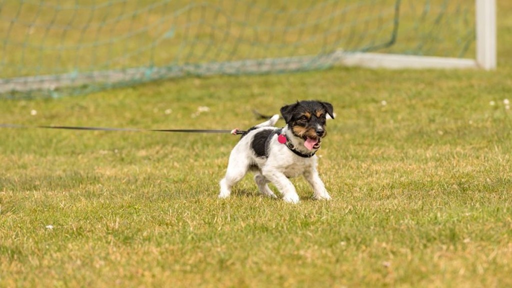 dog poop on pitch