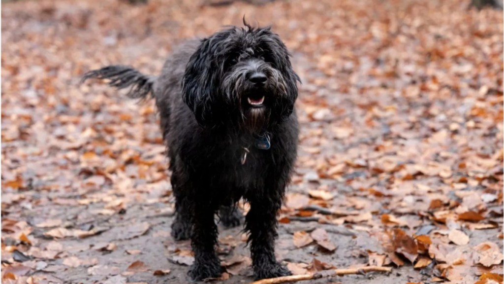 A young black doodle dog walking in a forest.