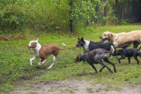 dogs attack child