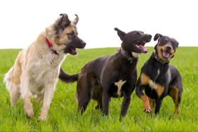 Three unleashed dogs running in a field, like the three involved in fatal dog mauling in Detroit