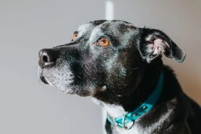 Black Staffordshire Bull Terrier / Labrador mix against white wall.