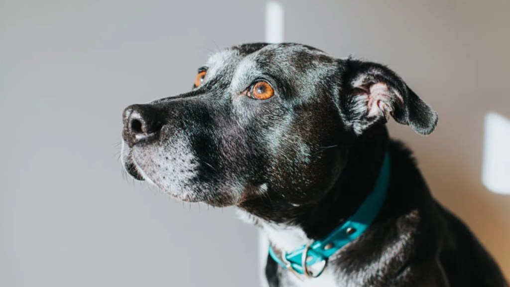 Black Staffordshire Bull Terrier / Labrador mix against white wall.