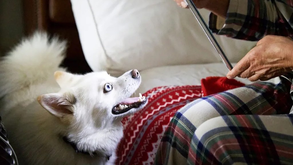 pomsky tiktok video