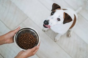 wellness dog food recall