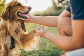 why do dogs put their paw on you