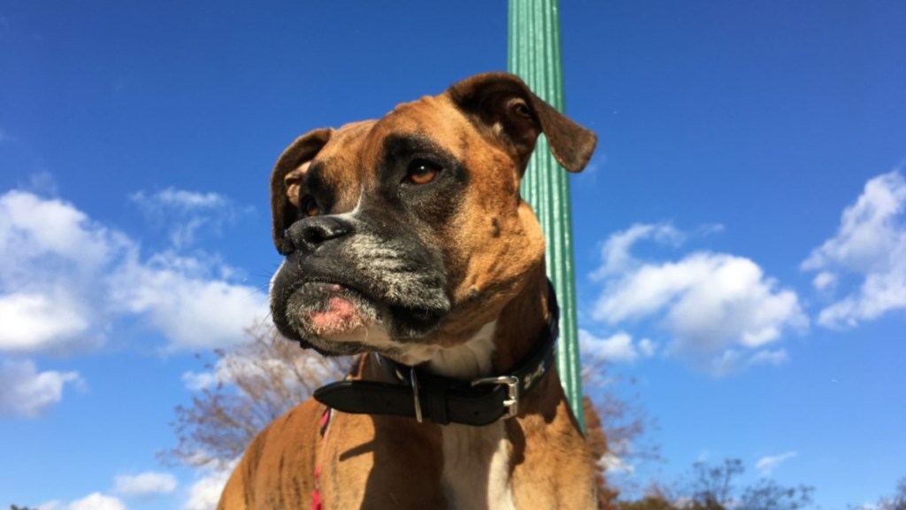 A Boxer dog, like the one who got lost at RDU airport after missing his flight with Alaskan Airlines.