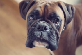 Close-up of a Boxer dog, a Boxer mix rescue dog in Indiana has started her new role as a therapy and gun detection dog.