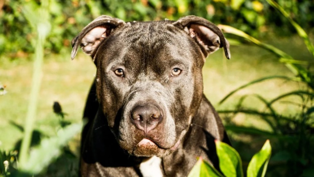 A close-up of a black PIt Bull looking into the camera, a Pit Bull dog attack left an infant dead