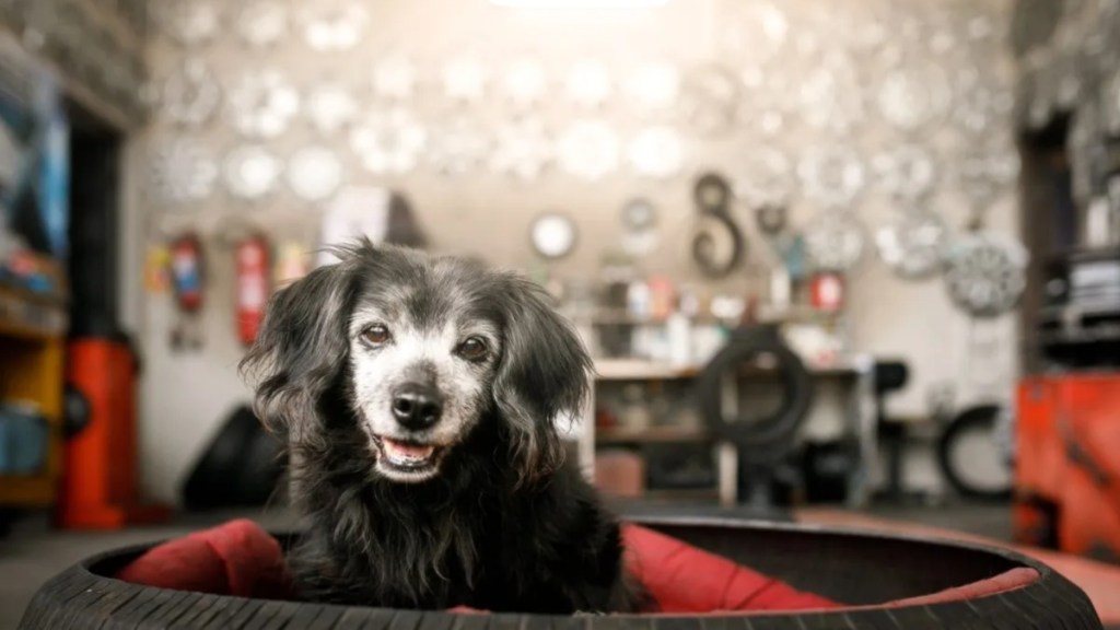 A dog in a car tire, similar to the dog who got his head stuck in a car tire.