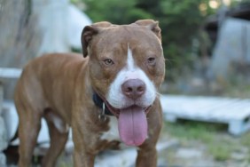 A Pit Bull standing with tongue out, a Pit Bull Mastiff mix dog was set on fire in Phoenix, Arizona