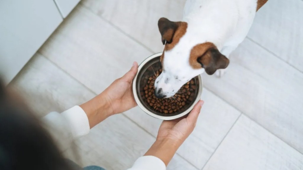 A dog eating food, FirstMate has not faced a recall in 2024.