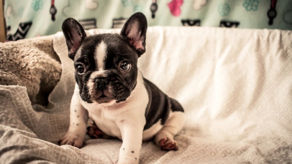 A 7 week old French Bulldog puppy sitting on warm blankets.