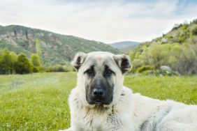 An Anatolian Shepherd resting on a field with green grass, the Anatolian Shepherd makes a good family dog