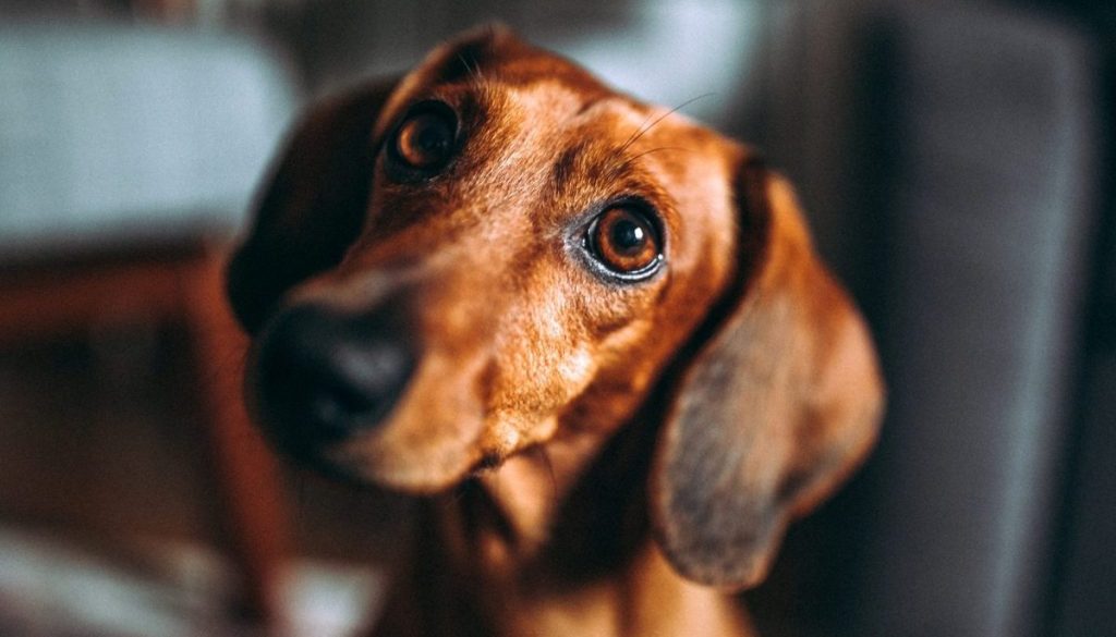 Brown dachshund dog On Sunny Day At Home