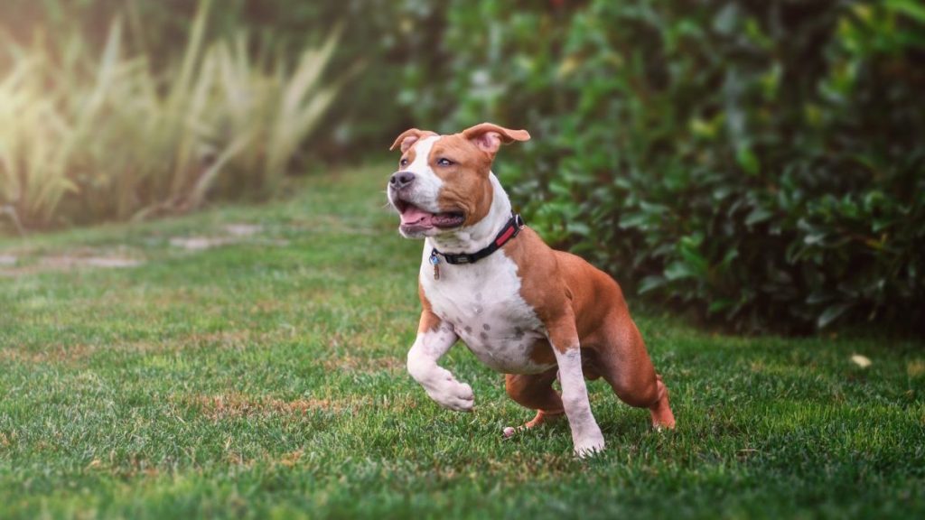 A seemingly happy American Staffordshire, Terrier running in the yard , American Staffordshire Terriers have a calm temperament