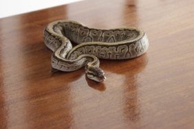 A snake inside a house, like the frozen deceased puppies found in an Oregon property to feed pet snakes.