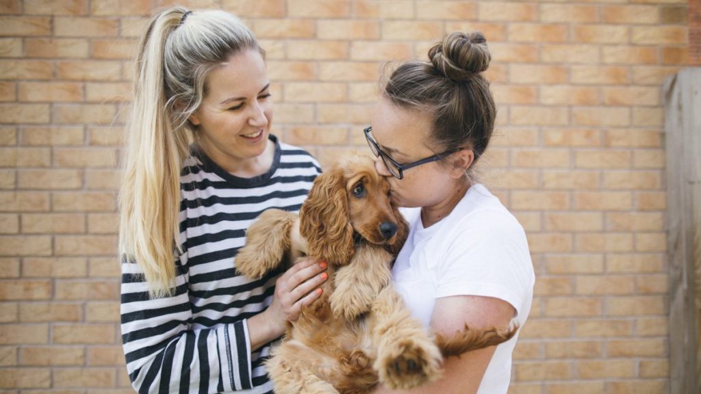 American Cocker Spaniel puppy with two women, they make for great family dogs.