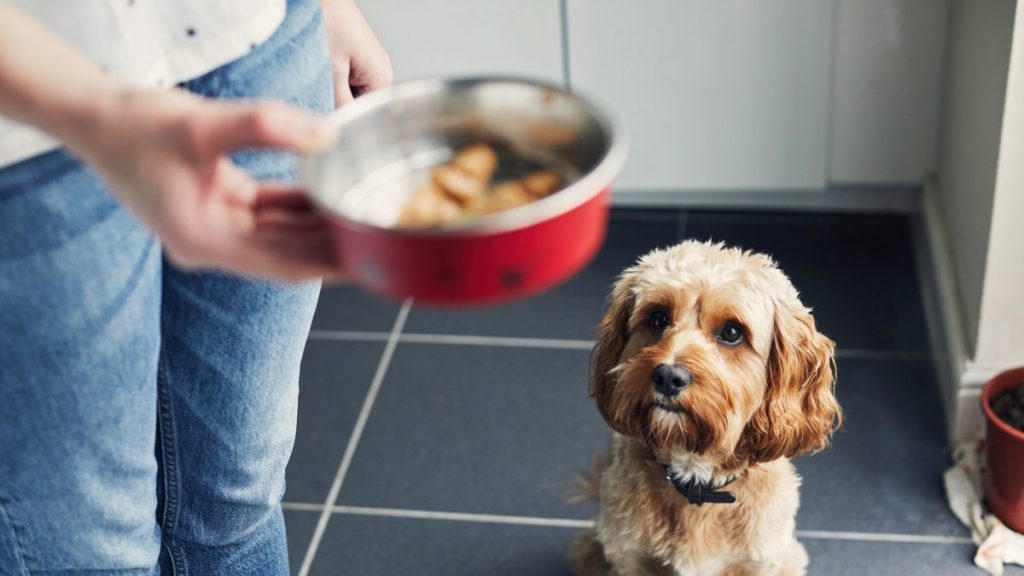 A dog being served food, Ollie dog food has not faced a recall in 2024.