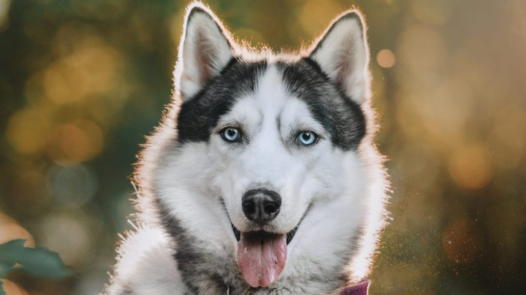 Photograph of a happy Siberian Husky, a breed with high wanderlust potential, outdoors in summer