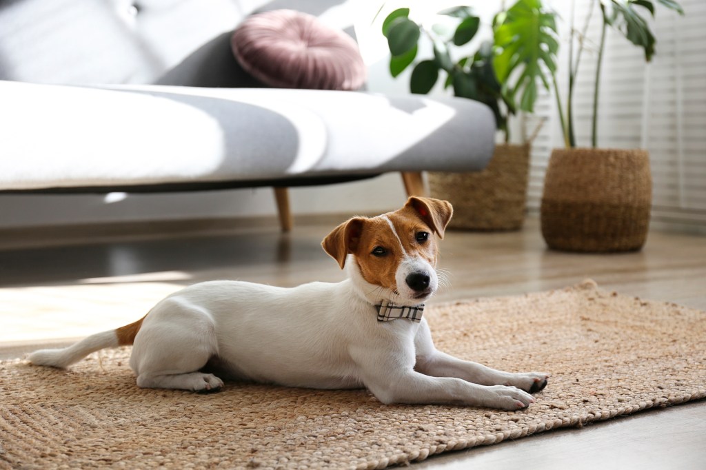 Curious Jack Russell Terrier puppy looking at the camera. Adorable doggy with folded ears at home with funny look on its face. Close up, copy space, background.