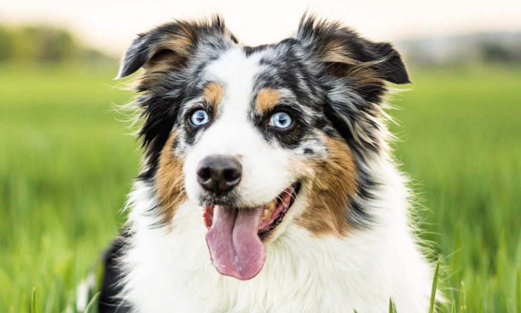 Portrait Of Mini Australian Shepherd Standing In Corn Field, Holzminden, Germany