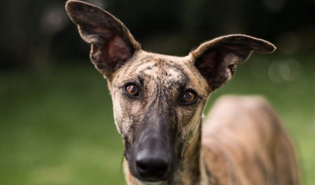 Portrait of a Greyhound, a dog breed poorly suited to cold weather, standing in a field.