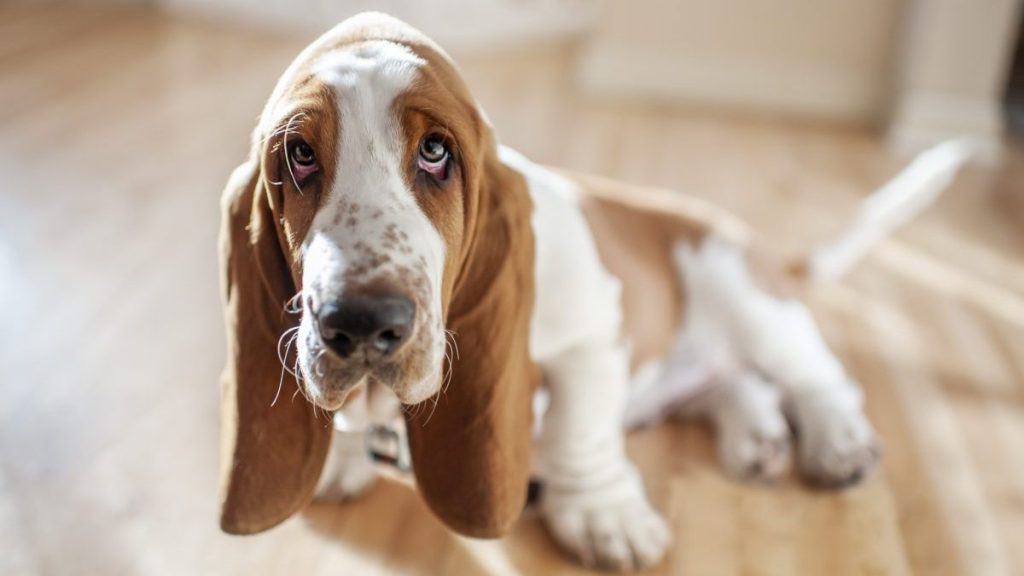 Adorable Basset Hound, a medium-sized breed, sits with cute expression in pretty light