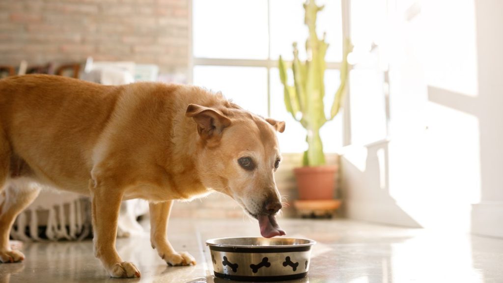 Dog eating dog food from a metallic bowl with bone-shaped drawings, there's no Dr. Marty dog food product under recall in 2024