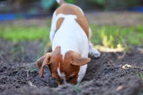 Dog digging a hole in the backyard, a Florida dog unearthed an unexploded military weapon while digging