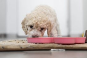 White dog eating from a pink bowl, there's no Royal Canin dog food recall at the moment