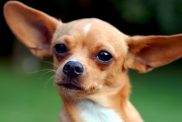 Close-up photo of a Chihuahua, a breed with a high sensitivity level.