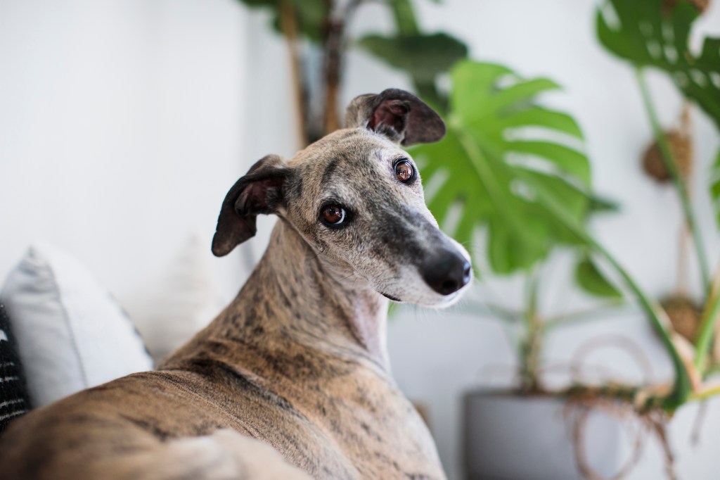 Greyhound dog loungin at home on the couch.