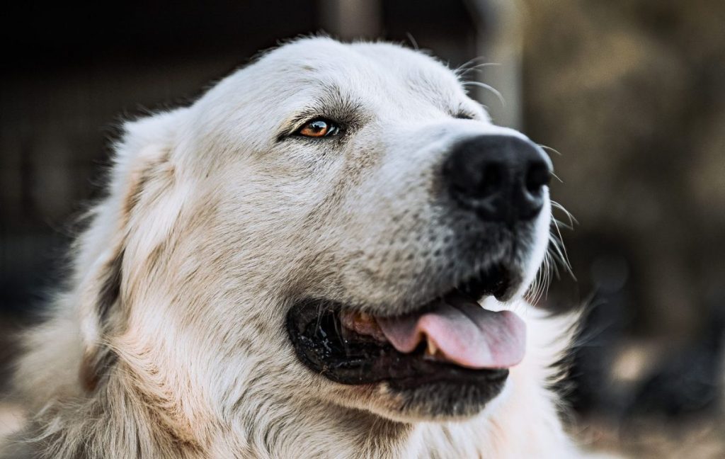 A white Great Pyrenees, a breed known for their tendency to bark, lying on the ground, tongue out panting happily