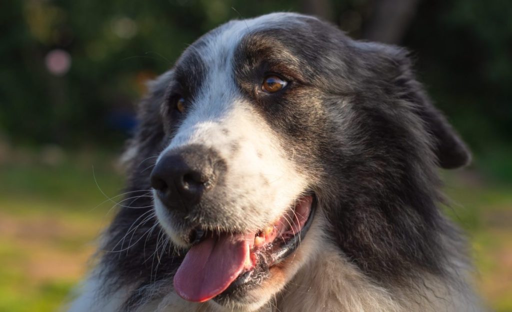 Closeup portrait of a beautiful Pyrenean Mastiff. This affectionate breed is glancing sideways, away from the camera.