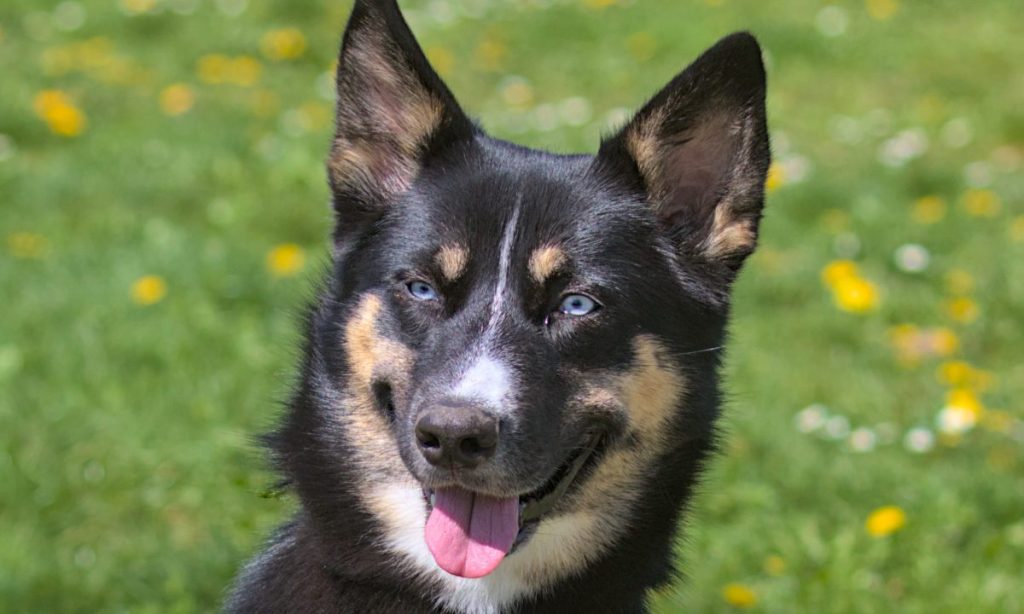 Lapponian herder dog during a morning walk in the city park. The Lapsk vallhund originated in Finland. Pets. Sunny day. Close-up.