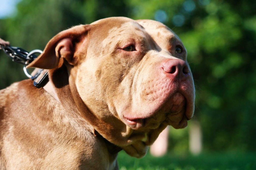 Close-up of a leashed Pit Bull staring at something, Contrary to what many believe, Pit Bulls aren't dangerous